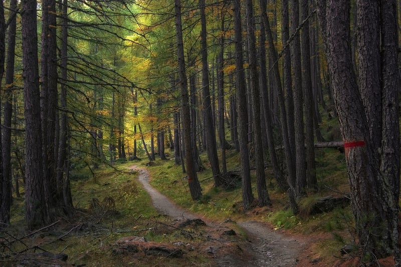 Nature Walk